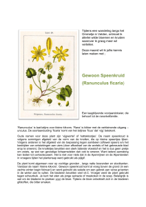 Gewoon Speenkruid (Ranunculus ficaria)