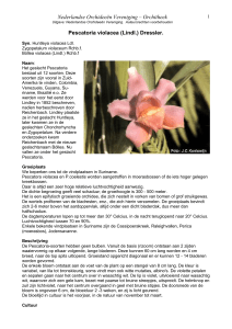 Orchitheek Pescatoria violacea - Nederlandse Orchideeën Vereniging