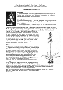 Eulophia guineensis Ldl - Nederlandse Orchideeën Vereniging