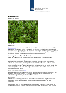 factsheet watercrassula