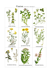 planten botanische tekeningen 6