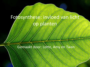 Fotosynthese: invloed van licht op planten