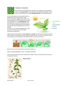 Tekstkader 4: Fotosynthese Bij veel planten vindt fotosynthese niet
