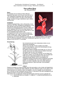 Disa uniflora Berg - Nederlandse Orchideeën Vereniging