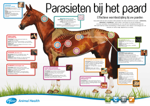 Poster parasieten bij het paard