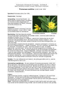 Aerangis biloba (Ldl - Nederlandse Orchideeën Vereniging
