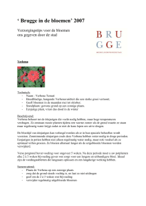Activiteiten/Tips Brugge in de bloemen