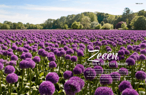 Bekijk de reportage over onze Alliums in het mei