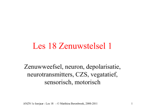 Neuron of zenuwcel - Matthieu Berenbroek
