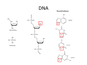 DNA/RNA - h.hofstede