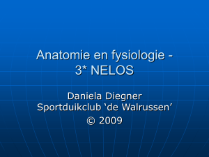 Presentatie Les Anatomie en fysiologie - 3* NELOS