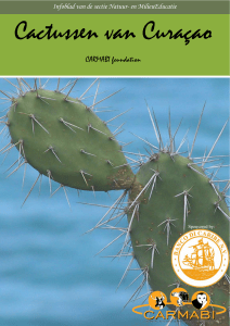 Cactussen - Carmabi Educatie