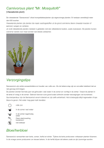 Carnivorous plant "Mr. Mosquito®" Verzorgingstips