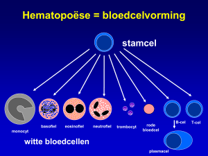 Hematopoëse = Bloedcelvorming