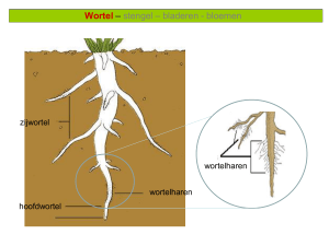 Plantaardige cel