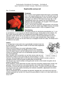Sophronitis cernua Ldl - Nederlandse Orchideeën Vereniging