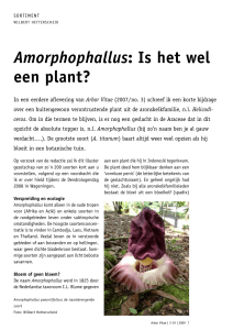Amorphophallus: Is het wel een plant?