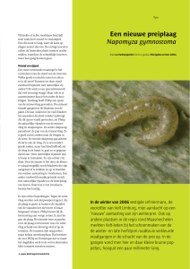 Een nieuwe preiplaag Napomyza gymnostoma