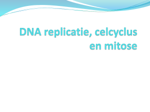 Celcyclus en mitose