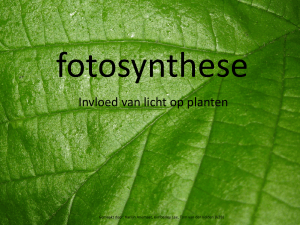 fotosynthese