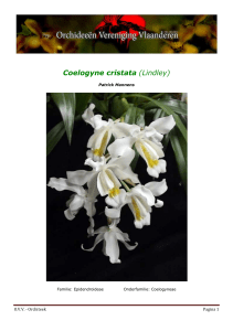 Coelogyne cristata - Orchideeën Vereniging Vlaanderen