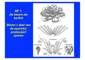 MF 1. De bloem als kortlot Bloem = deel van de sporofyt, produceert