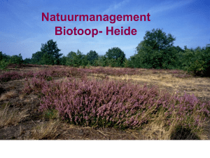 Natuurmanagement Biotoop- Heide
