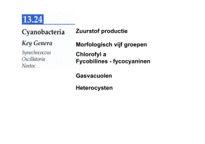 Zuurstof productie Morfologisch vijf groepen Chlorofyl a