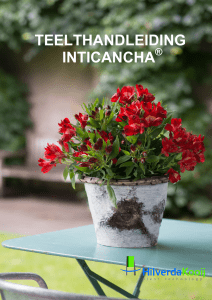 inticancha teelt info