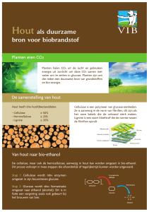 Hout als duurzame bron voor biobrandstof