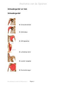 Anatomie van de Spieren
