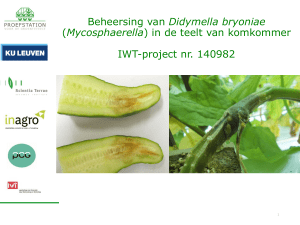 Didymella bryoniae (Mycosphaerella) in komkommer.