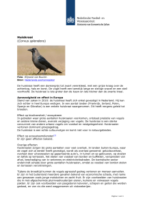 `Huiskraai (Corvus splendens)` PDF document | 4 pagina`s