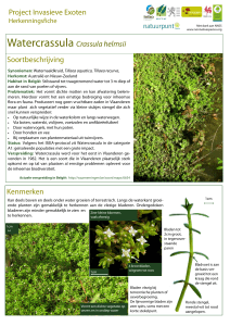 Soortbeschrijving Kenmerken Watercrassula Crassula helmsii