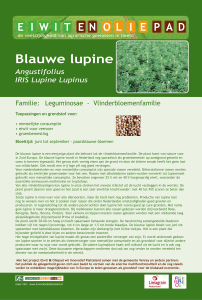 Blauwe lupine : Angustifolius IRIS Lupine Lupinus