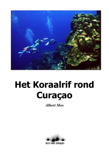 koraalrif - Reef Care Curacao