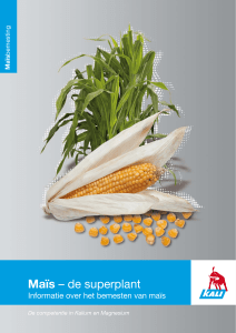 Maïs – de superplant