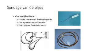 Sondage van de blaas