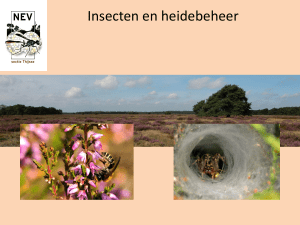 Insecten en heidebeheer