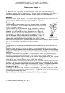Dendrobium nobile LdI - Nederlandse Orchideeën Vereniging