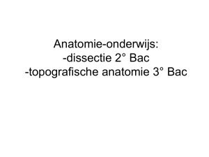 Anatomie-onderwijs: -dissectie 2° Bac