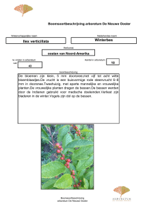 Ilex verticillata Winterbes - Arboretum de Nieuwe Ooster