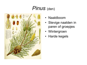 Pinus (den)