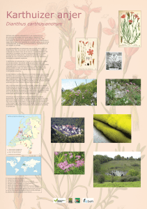 06. Karthuizer anjer - TU Delft Medewerkers