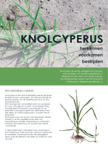 knolcyperus - Productschap Tuinbouw