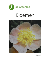 Bloemen - CNME de Groenling