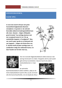 koekoeksbloemen, silene spec.