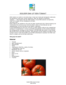 Protocol DNA-isolatie uit tomaat