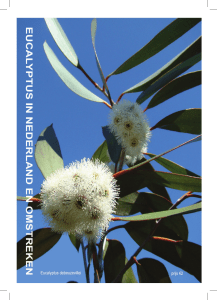 Planten - Kwekerij Koala