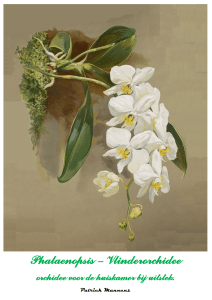 Phalaenopsis - Vlinderorchidee, orchidee voor de